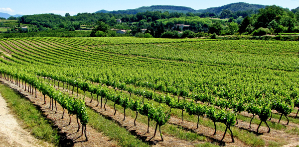 Provence vineyards